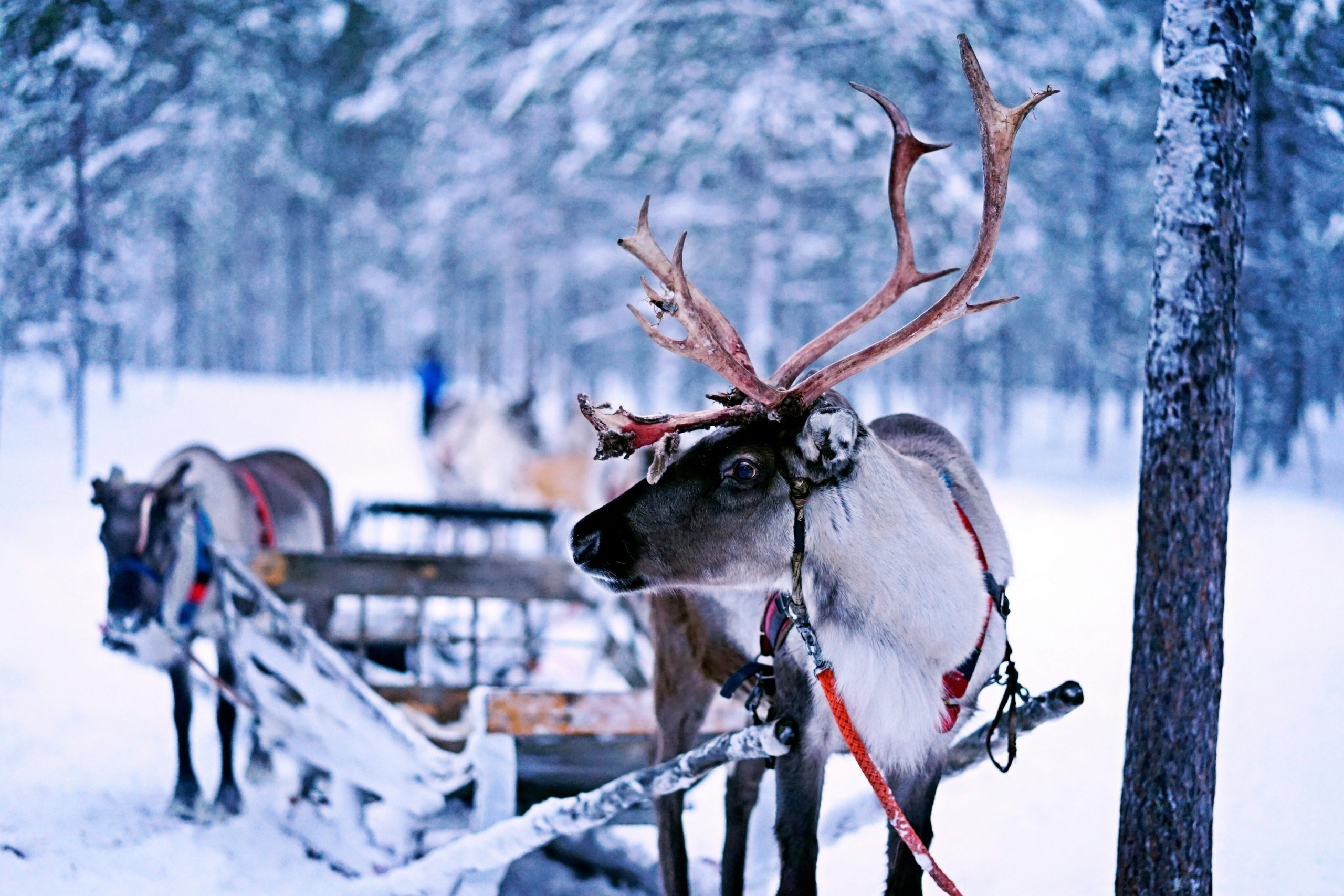 Het Finse Winter Wonderland